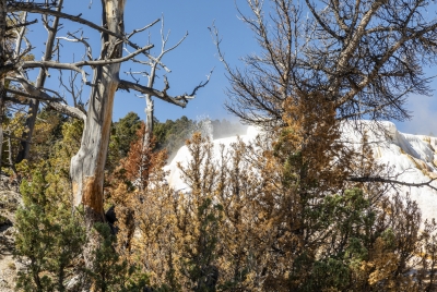 Mammoth Yellowstone NP 2024